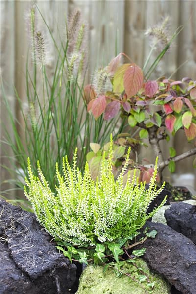 Calluna vulgaris Sandy