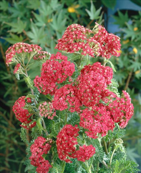 Achillea millefolium Cerise Queen