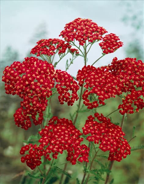 Achillea millefolium Cerise Queen