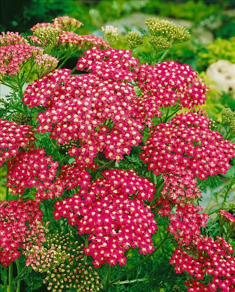 Achillea millefolium Cerise Queen