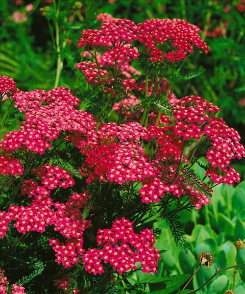 Achillea millefolium Cerise Queen