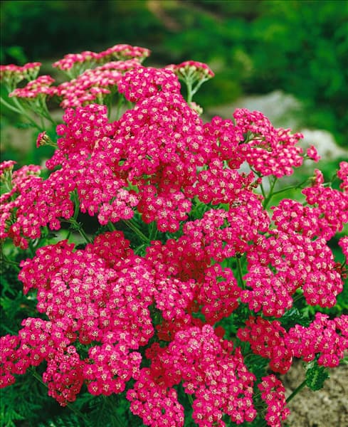 Achillea millefolium Cerise Queen
