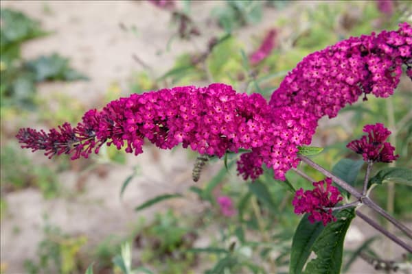 Buddleja davidii Royal Red