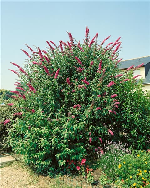 Buddleja davidii Royal Red