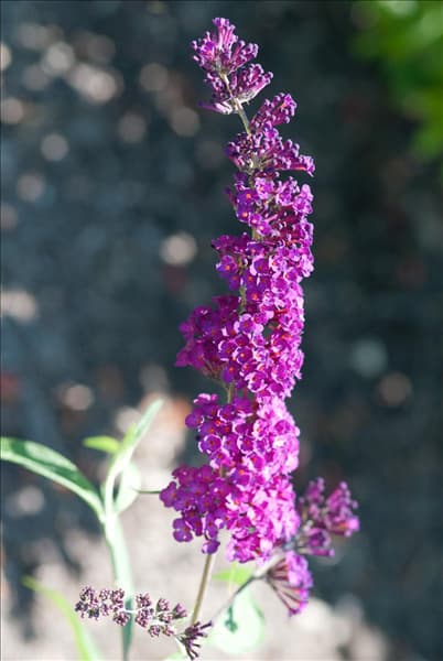 Buddleja davidii Royal Red