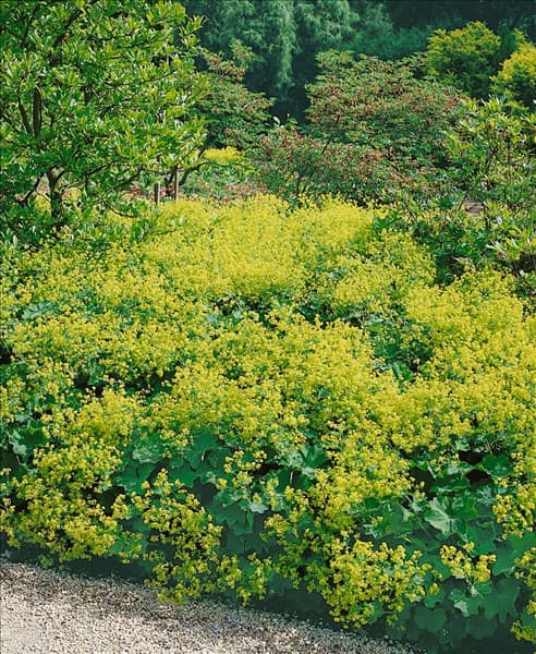 Alchemilla mollis