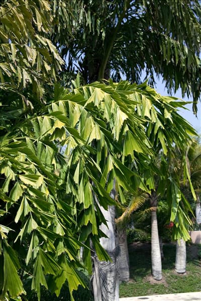 Caryota mitis
