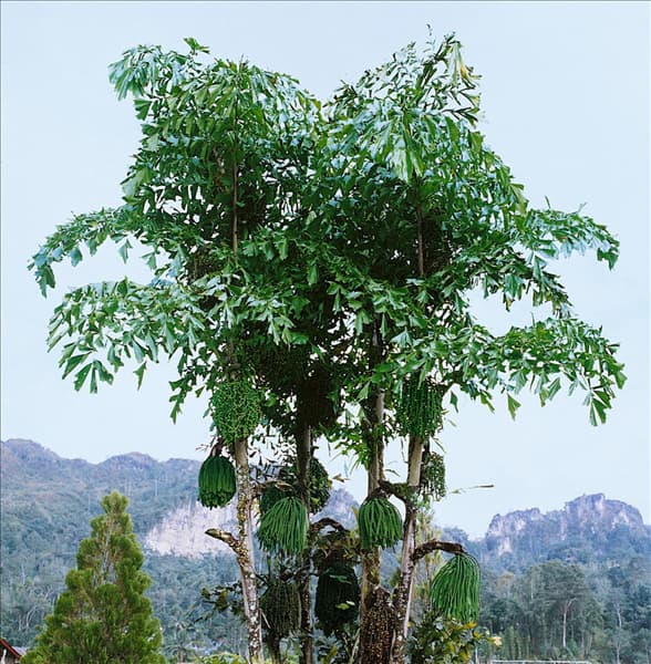 Caryota mitis