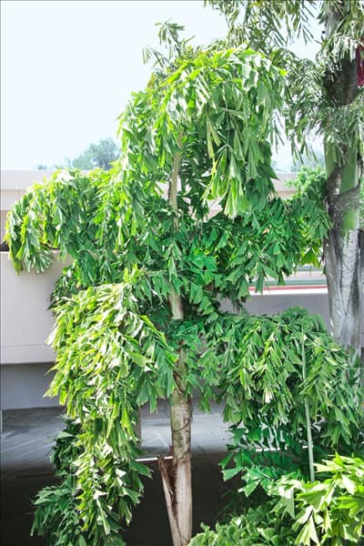 Caryota mitis