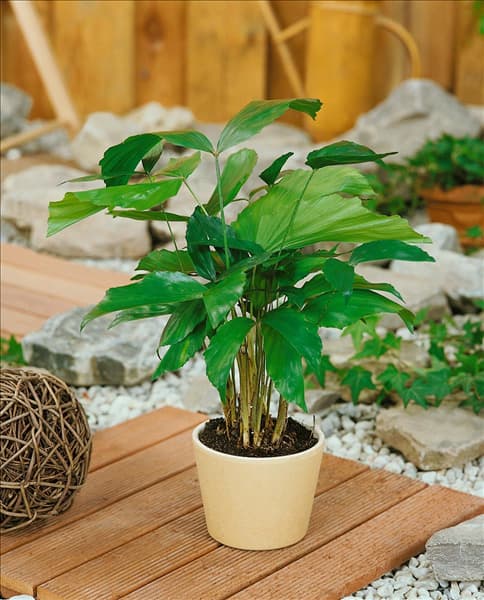 Caryota mitis