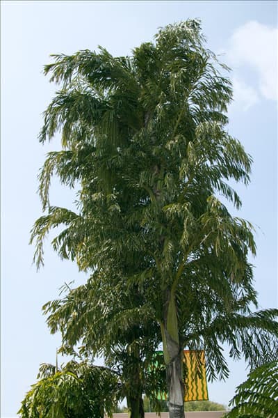 Caryota mitis
