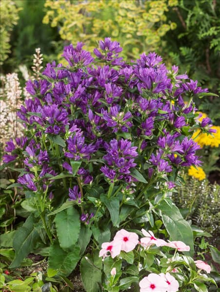 Campanula glomerata Acaulis