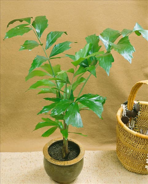Caryota mitis