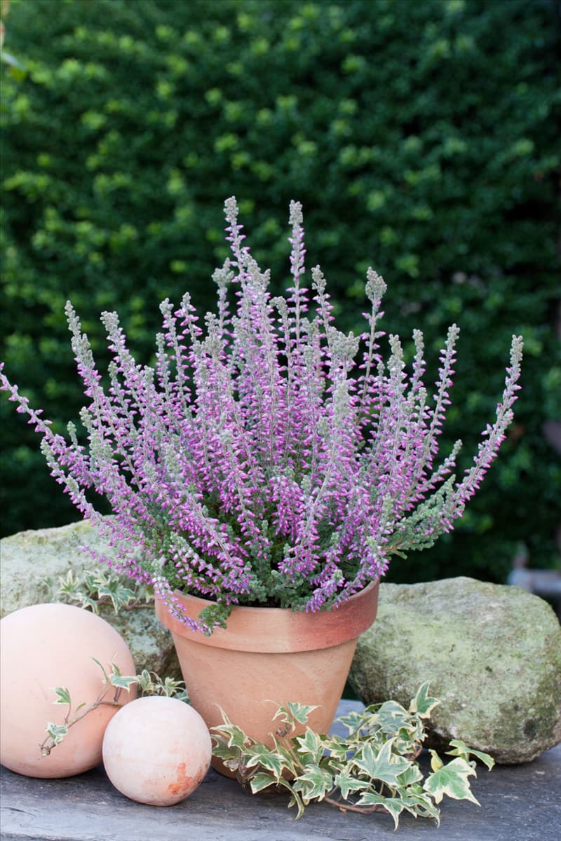 Calluna vulgaris Silvana
