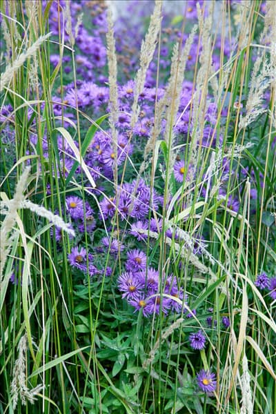 Aster novi-belgii inmitten von Ziergras