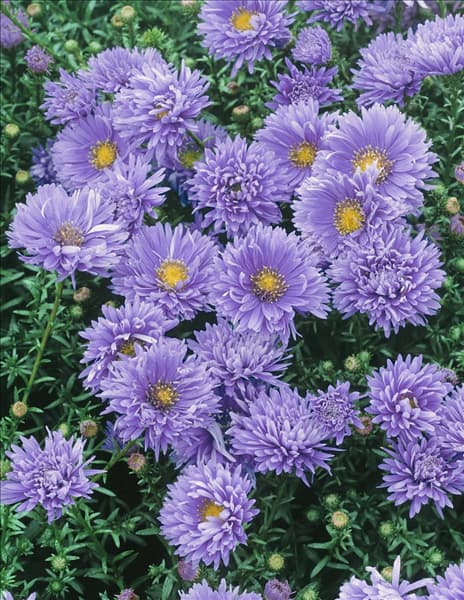 Aster novi belgii Marie Ballard