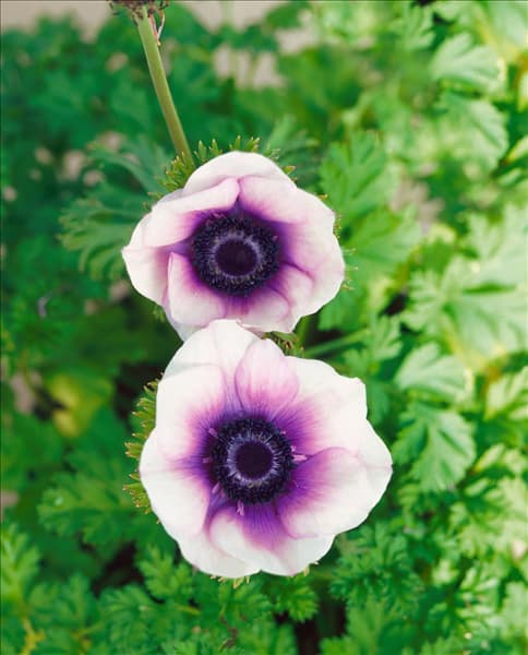 Anemone  Harmony Pearl