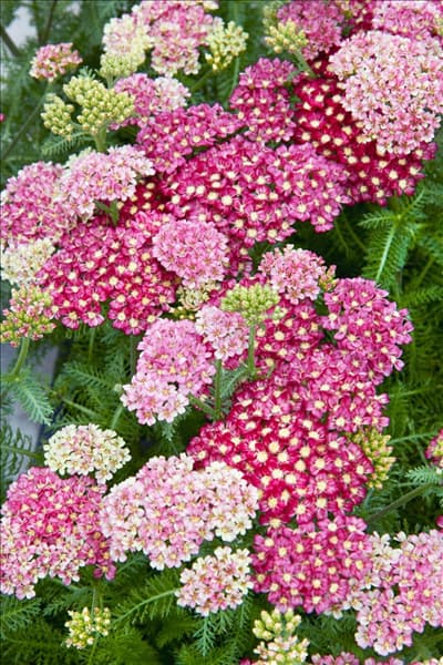 Achillea Desert Eve ™ Deep Rose