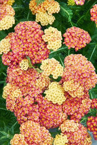 Achillea Desert Eve ™ Terracotta