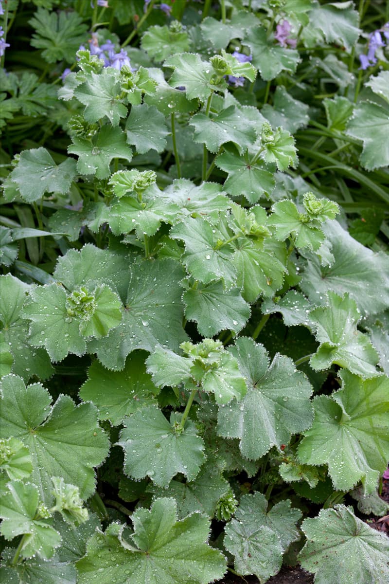 Alchemilla mollis