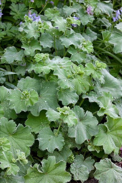Alchemilla mollis