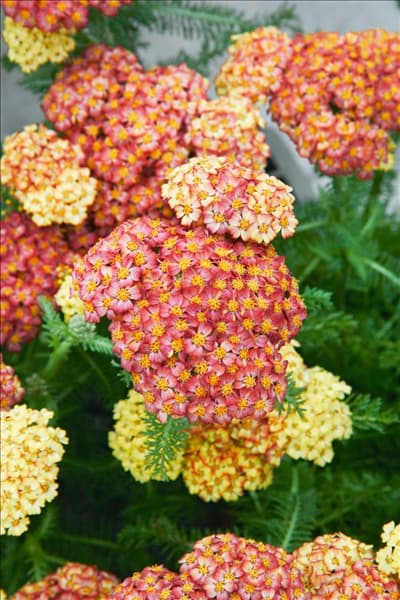 Achillea Desert Eve ™ Terracotta