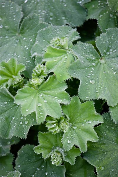 Alchemilla mollis
