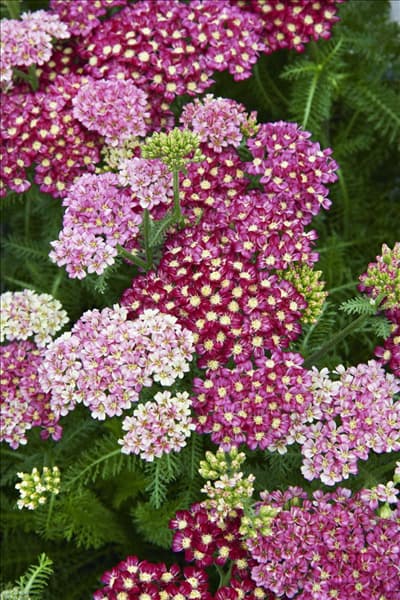 Achillea Desert Eve ™ Deep Rose