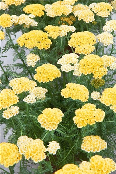 Achillea Desert Eve ™ Light Yellow