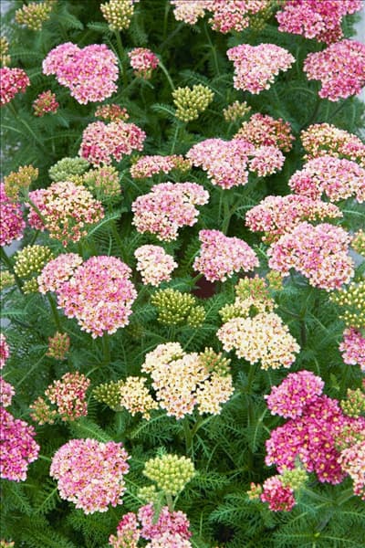 Achillea Desert Eve ™ Deep Rose