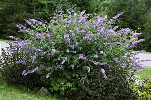 Buddleja davidii