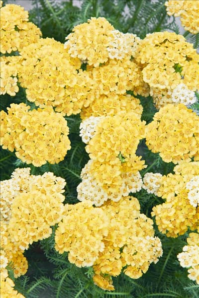 Achillea Desert Eve ™ Light Yellow