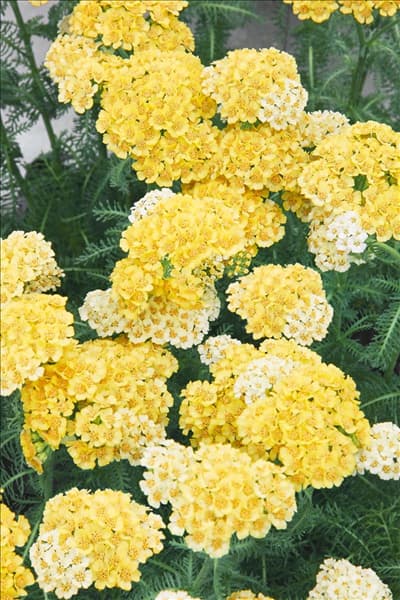 Achillea Desert Eve ™ Light Yellow