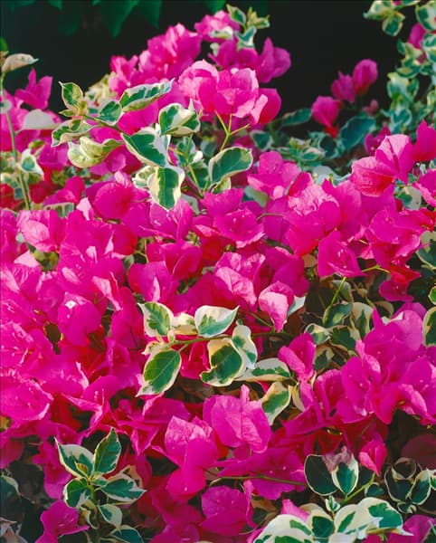 Bougainvillea glabra Variegata