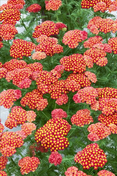Achillea Desert Eve ™ Red