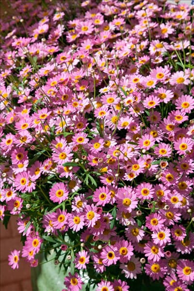 Argyranthemum Madeira™ Deep Pink