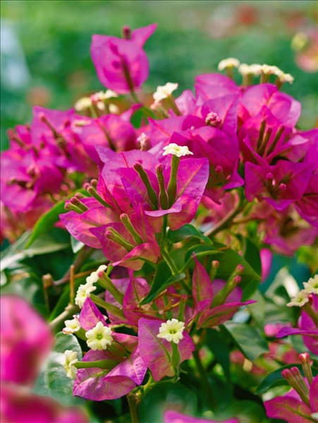 Bougainvillea glabra