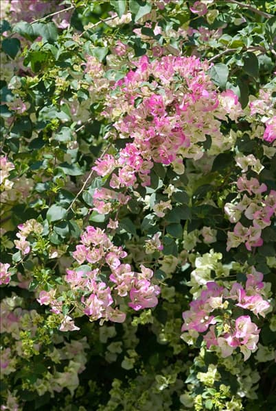 Bougainvillea glabra