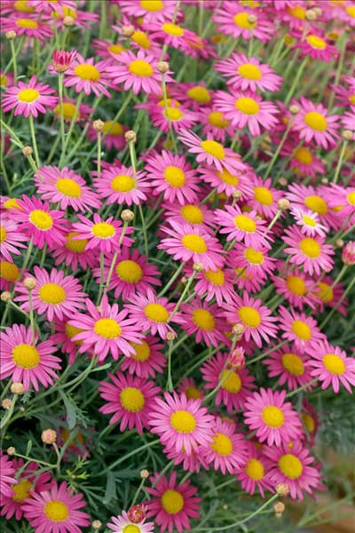 Argyranthemum Madeira™ Deep Pink