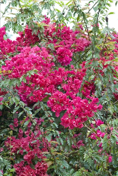 Bougainvillea glabra