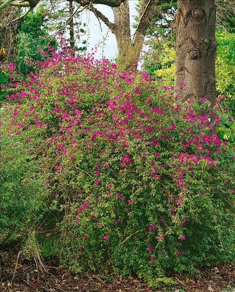 BOUGAINVILLEA GLABRA