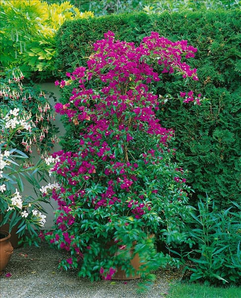 BOUGAINVILLEA GLABRA