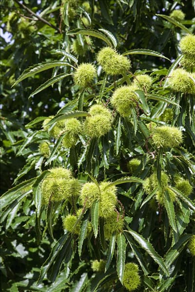 Castanea sativa