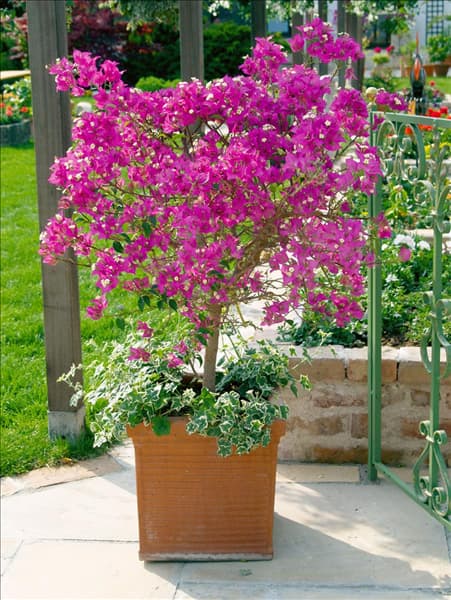 Bougainvillea glabra