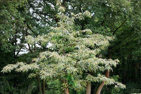 Castanea sativa Albomarginata