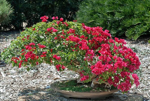 Bougainvillea glabra