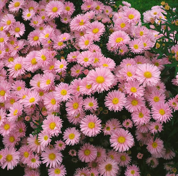 Aster novi-belgii Patricia Ballard