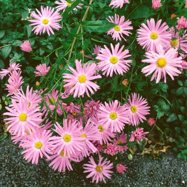 Aster novi-belgii Fellowship