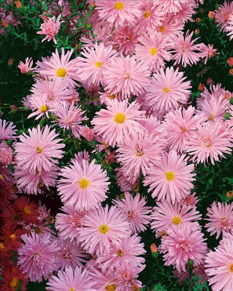 Aster novi - belgii Fellowship