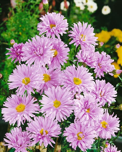 Aster novi-belgii Fellowship